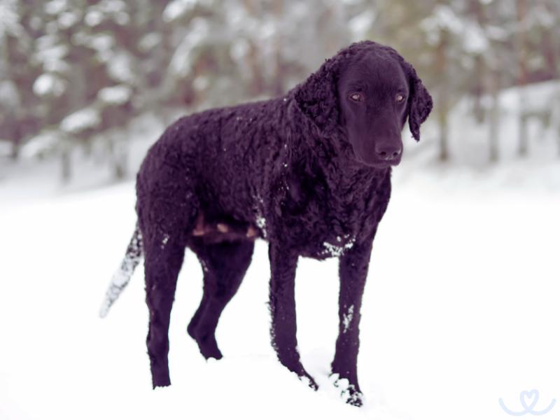 Plemeno-curly-coated-retrivr (13)